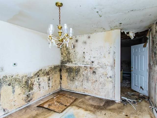 A room with extensive black mold growth spreading across the lower walls and ceiling, a brass chandelier still hanging above, and debris scattered on the floor